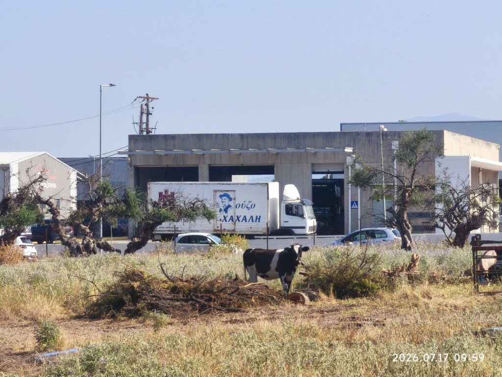 Πάτρα: Ο χώρος του ΒΙΟΠΑ Γλαύκου έχει μετατραπεί σε βοσκοτόπι ΦΩΤΟ 5 Πάτρα: Ο χώρος του ΒΙΟΠΑ Γλαύκου έχει μετατραπεί σε βοσκοτόπι ΦΩΤΟ