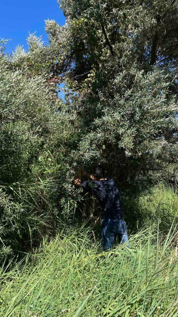 Ρίο: Τοποθέτηση δακοπαγίδων στον βιολογικό ελαιώνα του Πανεπιστημίου Πατρών ΦΩΤΟ