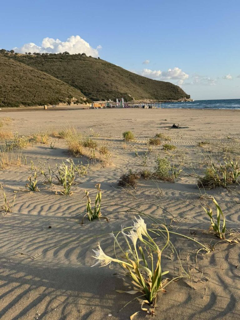 Στο Γιαννισκάρι άνθισαν τα κρινάκια της άμμου ΦΩΤ0 8 Στο Γιαννισκάρι άνθισαν τα κρινάκια της άμμου ΦΩΤ0