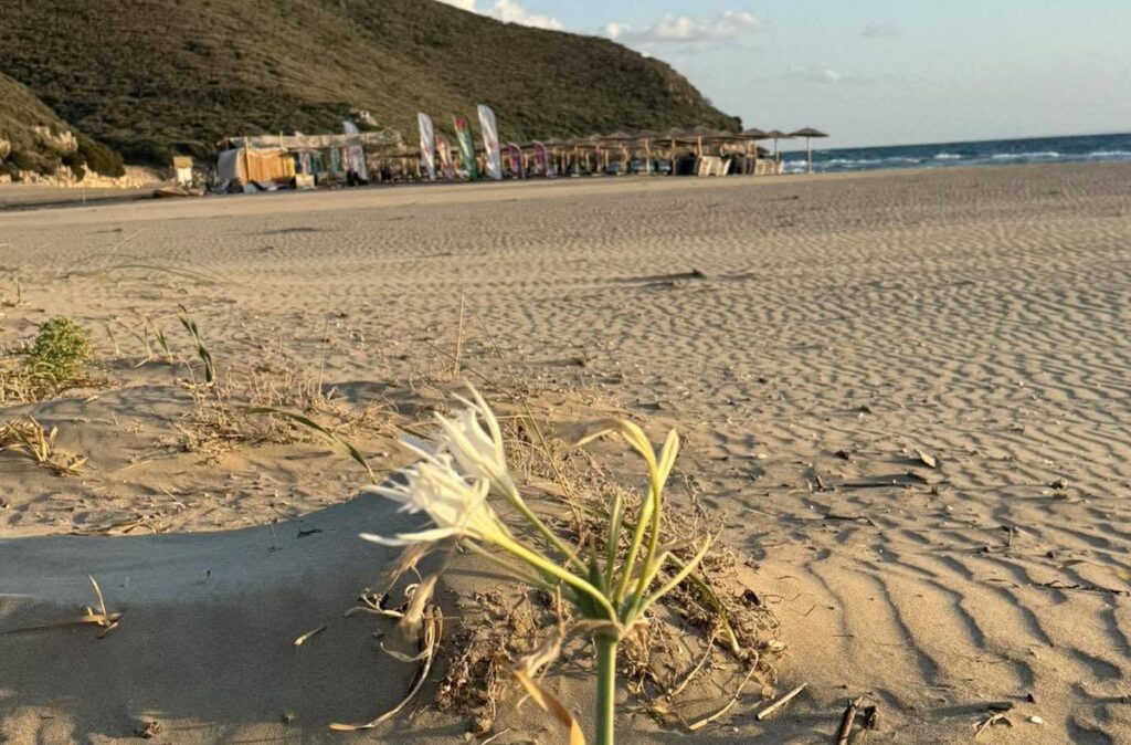 Στο Γιαννισκάρι άνθισαν τα κρινάκια της άμμου ΦΩΤ0