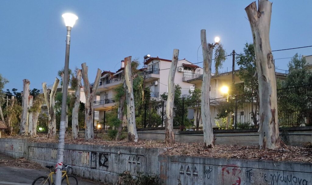 Πάτρα: «Κούτσουρα» τα δέντρα στα πρώην ΤΕΙ - Διαμαρτυρίες για αυστηρό κλάδεμα ΦΩΤΟ
