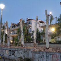 Πάτρα: «Κούτσουρα» τα δέντρα στα πρώην ΤΕΙ - Διαμαρτυρίες για αυστηρό κλάδεμα ΦΩΤΟ