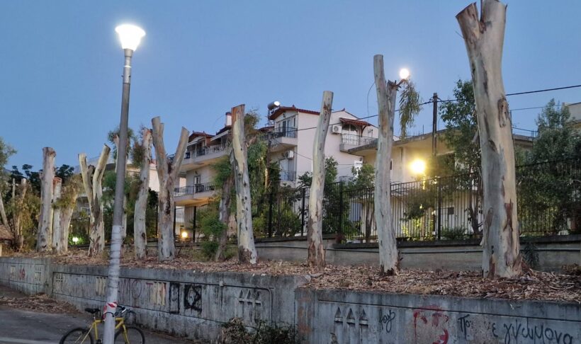 Πάτρα: «Κούτσουρα» τα δέντρα στα πρώην ΤΕΙ - Διαμαρτυρίες για αυστηρό κλάδεμα ΦΩΤΟ