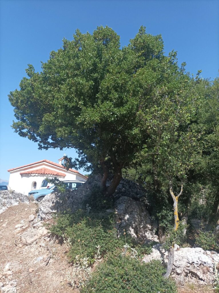 Η Ένωση Καλαβρυτινών Αθήνας τίμησε την Αγία Παρασκευή ΦΩΤΟ