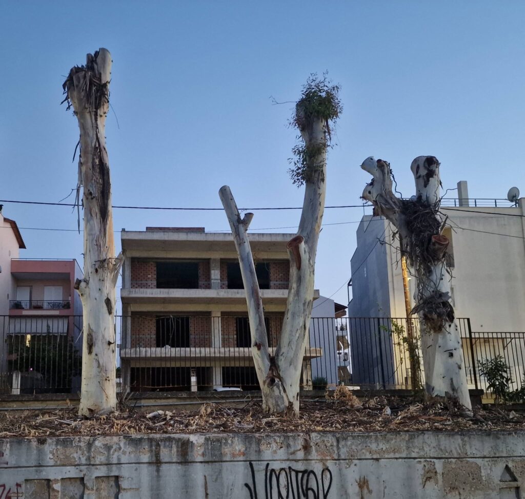 Πάτρα: «Κούτσουρα» τα δέντρα στα πρώην ΤΕΙ - Διαμαρτυρίες για αυστηρό κλάδεμα ΦΩΤΟ