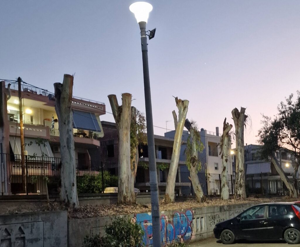 Πάτρα: «Κούτσουρα» τα δέντρα στα πρώην ΤΕΙ - Διαμαρτυρίες για αυστηρό κλάδεμα ΦΩΤΟ