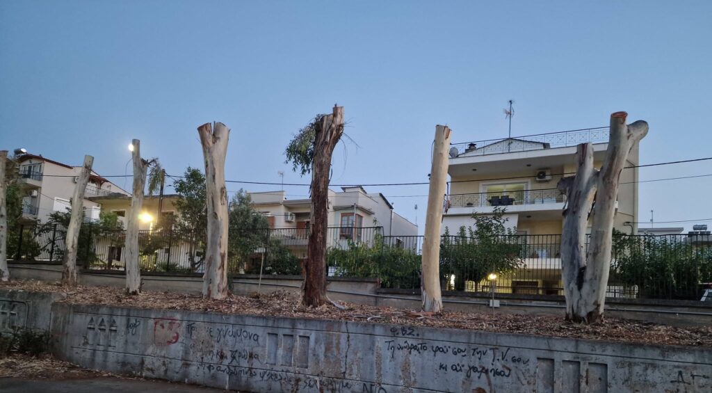 Πάτρα: «Κούτσουρα» τα δέντρα στα πρώην ΤΕΙ - Διαμαρτυρίες για αυστηρό κλάδεμα ΦΩΤΟ