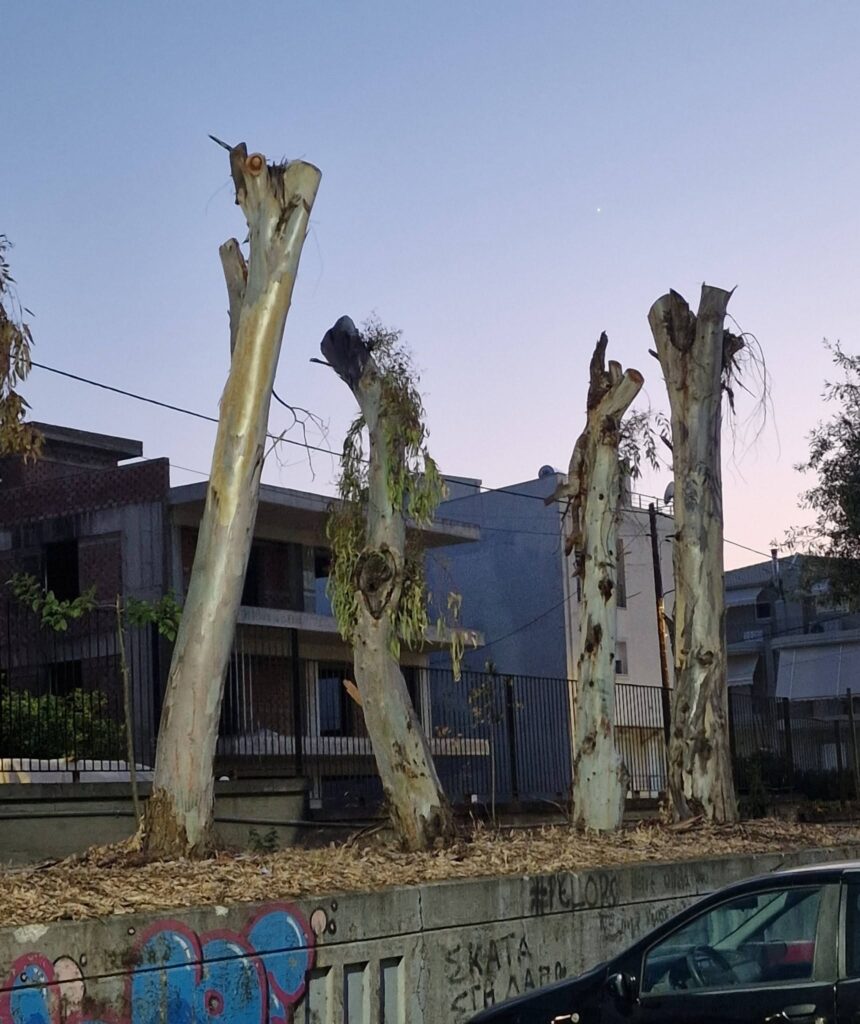 Πάτρα: «Κούτσουρα» τα δέντρα στα πρώην ΤΕΙ - Διαμαρτυρίες για αυστηρό κλάδεμα ΦΩΤΟ