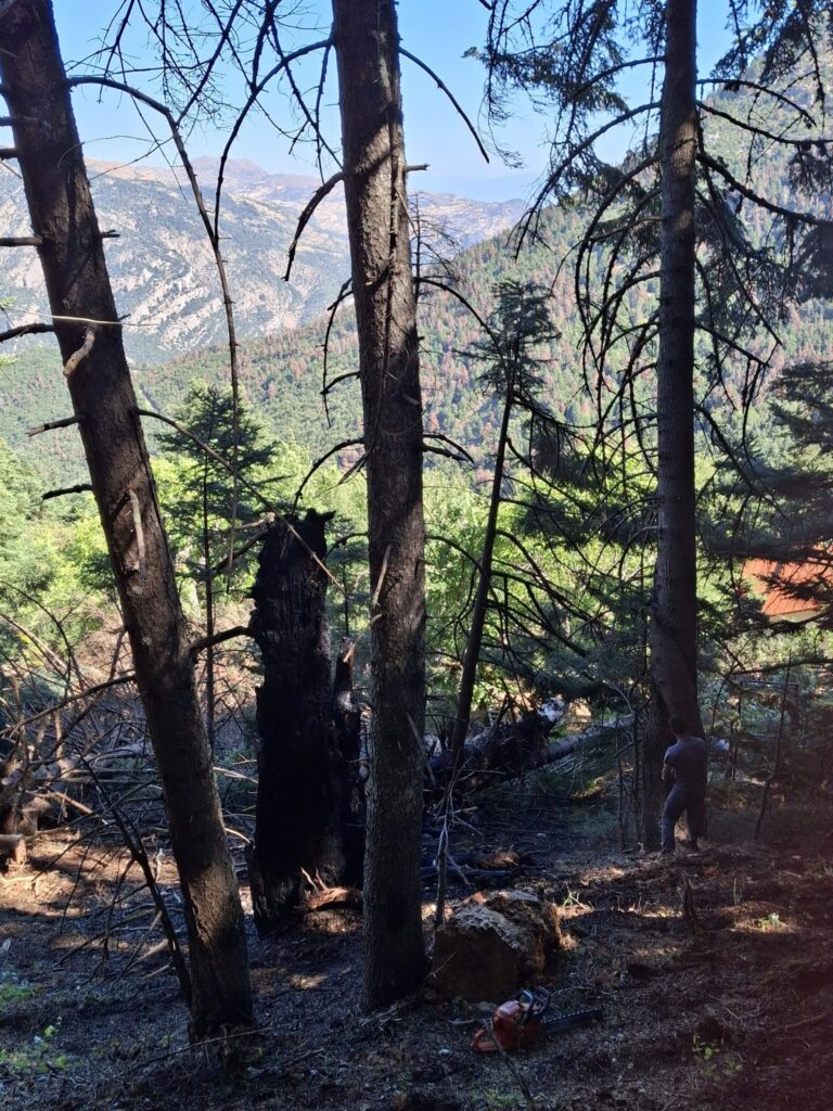 Καλάβρυτα: Πυρκαγιά δίπλα σε κατοικίες και δάσος στο Σούβαρδο από καλώδιο της ΔΕΗ – Παράδειγμα ψυχής 17χρονος ΒΙΝΤΕΟ-ΦΩΤΟ 9 Καλάβρυτα: Πυρκαγιά δίπλα σε κατοικίες και δάσος στο Σούβαρδο από καλώδιο της ΔΕΗ – Παράδειγμα ψυχής 17χρονος ΒΙΝΤΕΟ-ΦΩΤΟ
