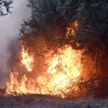 Δασική πυρκαγιά με έντονες φλόγες και καπνό να ανεβαίνουν ανάμεσα …