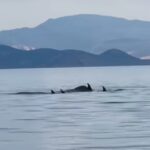 Αχαΐα: Σπάνιες εικόνες με δελφίνια να φτάνουν μια ανάσα από την ακτή της Ποροβίτσας ΒΙΝΤΕΟ