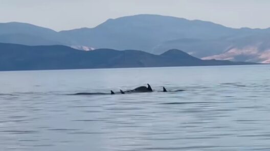 Αχαΐα: Σπάνιες εικόνες με δελφίνια να φτάνουν μια ανάσα από την ακτή της Ποροβίτσας ΒΙΝΤΕΟ 15 Αχαΐα: Σπάνιες εικόνες με δελφίνια να φτάνουν μια ανάσα από την ακτή της Ποροβίτσας ΒΙΝΤΕΟ