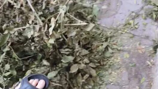 Αίγιο: Ξεχασμένα κλαδιά εμποδίζουν την διέλευση πεζών και τα βάζουν με τον δήμαρχο ΒΙΝΤΕΟ-ΦΩΤΟ