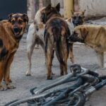 Πάτρα: Αδέσποτα σκυλιά δάγκωσαν ποδηλάτη που αιμορραγούσε μέχρι το νοσοκομείο