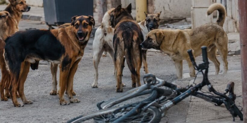 Πάτρα: Αδέσποτα σκυλιά δάγκωσαν ποδηλάτη - Αιμορραγούσε μέχρι το νοσοκομείο 4 Πάτρα: Αδέσποτα σκυλιά δάγκωσαν ποδηλάτη - Αιμορραγούσε μέχρι το νοσοκομείο