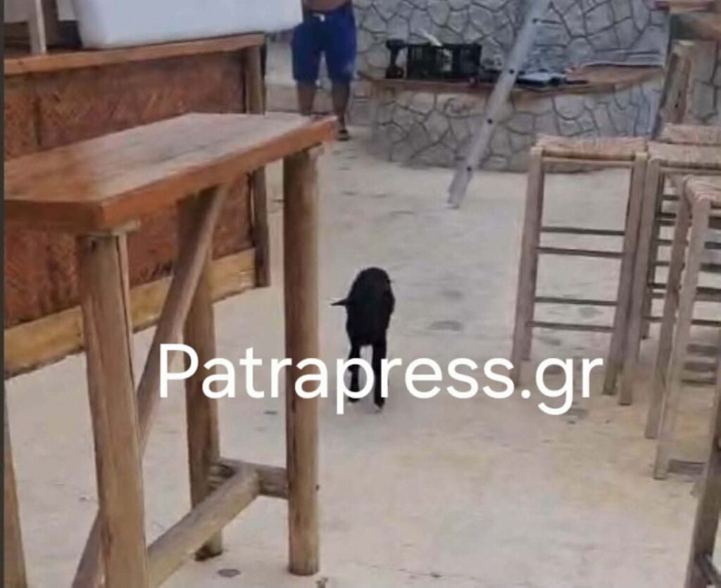 Παραλία με άρμακες και πήγες σε μπαρ
