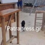 Παράξενος επισκέπτης σε beach bar, με επική αντίδραση του καταστηματάρχη στο Αίγιο ΒΙΝΤΕΟ
