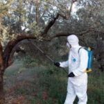 Αχαΐα: Ξεκινούν ψεκασμοί για τον δάκο της ελιάς σε συγκεκριμένες περιοχές