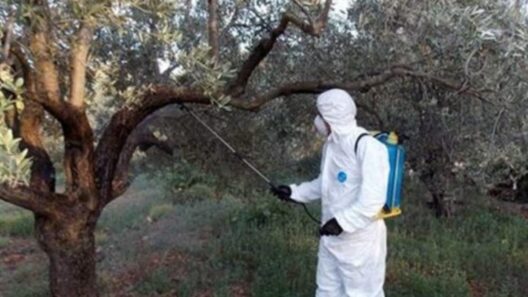 Αχαΐα: Ξεκινούν ψεκασμοί για τον δάκο της ελιάς σε συγκεκριμένες περιοχές
