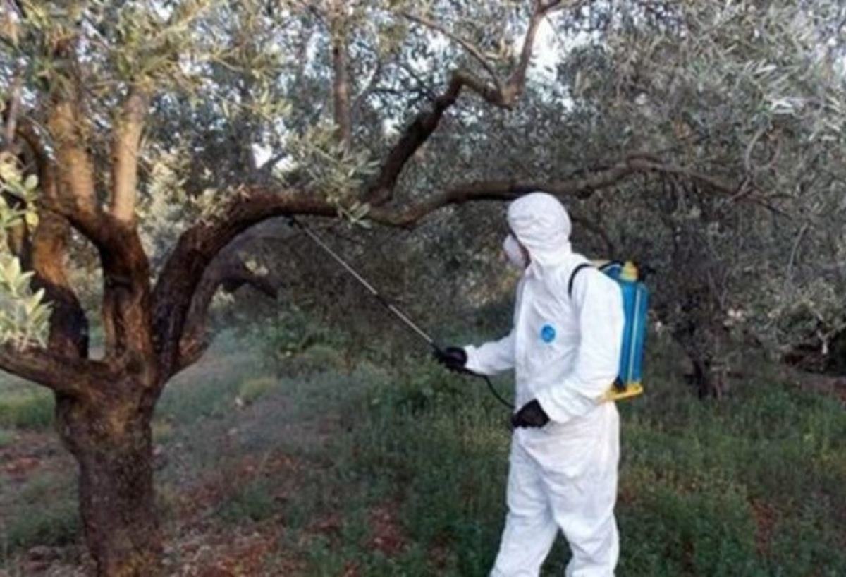 Αχαΐα: Ξεκινούν ψεκασμοί για τον δάκο της ελιάς σε συγκεκριμένες περιοχές