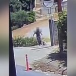 Άστρος: Ψόφιος σκύλος σε κάδο με σύρμα στον λαιμό ΒΙΝΤΕΟ