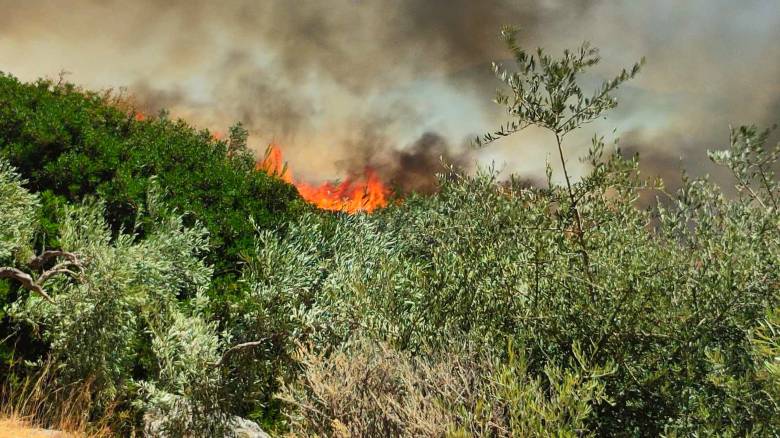 Στις φλόγες κτηνοτροφική μονάδα στον Έβρο