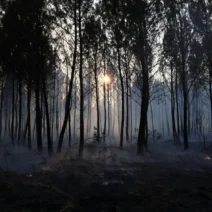 Γαλλία: Κατεστραμμένα σπίτια και χιλιάδες εκτοπισμένοι από τις φωτιές ΦΩΤΟ