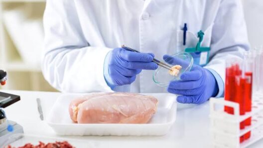 Επιστήμονας εξετάζει δείγμα κρέατος σε εργαστήριο για σαλμονέλα.