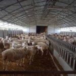Εξιχνιάστηκε η φρικιαστική επίθεση σε κτηνοτρόφο στο Ρέθυμνο