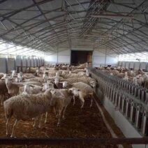 Εξιχνιάστηκε η φρικιαστική επίθεση σε κτηνοτρόφο στο Ρέθυμνο 2 Εξιχνιάστηκε η φρικιαστική επίθεση σε κτηνοτρόφο στο Ρέθυμνο