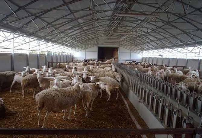 Εξιχνιάστηκε η φρικιαστική επίθεση σε κτηνοτρόφο στο Ρέθυμνο