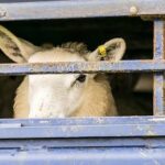 Αχαΐα: Στη Βουλή η θανάτωση εκατοντάδων αιγοπροβάτων και η απόγνωση των Κτηνοτρόφων ΒΙΝΤΕΟ