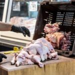 Λαμία: Στα 22 τα κρούσματα σαλμονέλας, 12 νοσηλεύονται