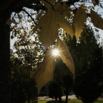 Αχαΐα: Αίθριος καιρός με νεφώσεις και πτώση της θερμοκρασίας 2 Ο ήλιος διαπερνά κίτρινα φύλλα δέντρου στα Τρίκαλα, δημιουργώντας …