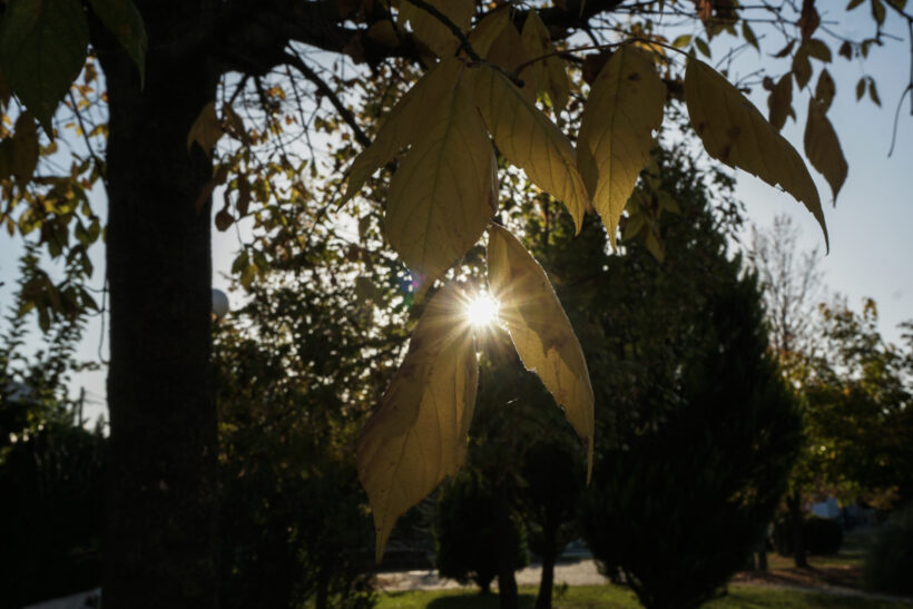 Ο ήλιος διαπερνά κίτρινα φύλλα δέντρου στα Τρίκαλα, δημιουργώντας …