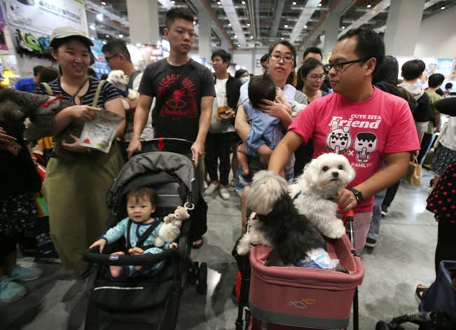 Η άνοδος των «fur babies» αλλάζει την οικονομία της Ιαπωνίας - Τι συμβαίνει
