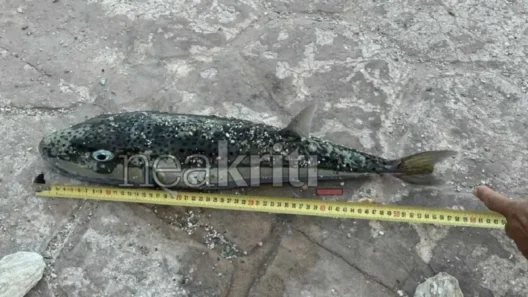 Λαγοκέφαλος σε παραλία