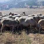Δυτική Αχαΐα: Το υπουργείο Αγροτικής Ανάπτυξης για τους κτηνοτρόφους μετά την ευλογιά των αιγοπροβάτων