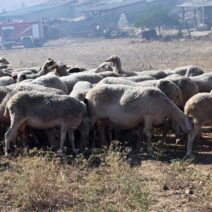 Ελληνική Λύση: Άμεση στήριξη των κτηνοτρόφων που πλήττονται από τα μέτρα για την ευλογιά