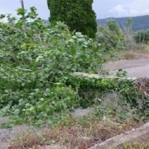 Πάτρα: Δένδρο έπεσε πάνω σε ΙΧ στα Ροϊτικα 1 Πάτρα: Δένδρο έπεσε πάνω σε ΙΧ στα Ροϊτικα