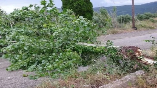 Πάτρα: Δένδρο έπεσε πάνω σε ΙΧ στα Ροϊτικα 19 Πάτρα: Δένδρο έπεσε πάνω σε ΙΧ στα Ροϊτικα