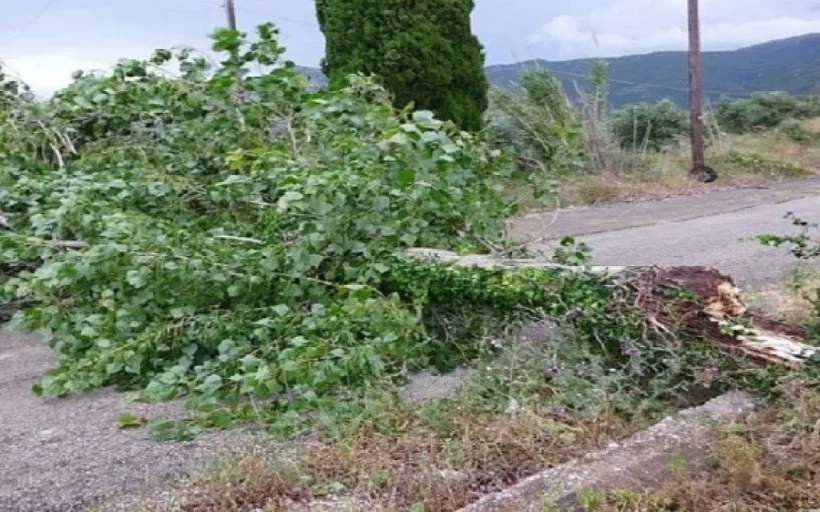 Ροϊτικα: Δένδρο ξεριζώθηκε και έπεσε πάνω σε αυτοκίνητο