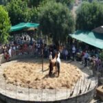 Ναυπακτία: Αναβίωσε το παραδοσιακό αλώνισμα με μνήμες από το παρελθόν ΒΙΝΤΕΟ
