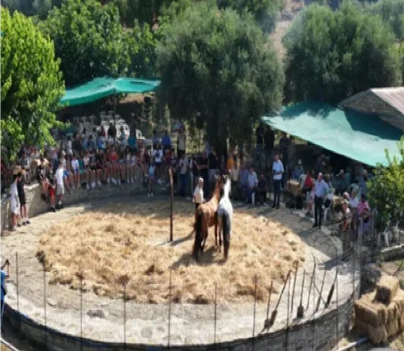 Ναυπακτία: Αναβίωσε το παραδοσιακό αλώνισμα με μνήμες από το παρελθόν ΒΙΝΤΕΟ 4 Ναυπακτία: Αναβίωσε το παραδοσιακό αλώνισμα με μνήμες από το παρελθόν ΒΙΝΤΕΟ