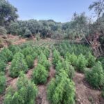 Πάτρα: Δύο συλλήψεις της Δίωξης Ναρκωτικών για «χασισόδασος» αξίας 2 εκατ. ευρώ ΦΩΤΟ
