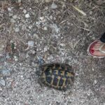 Αρόη: Απρόσμενη όαση άγριας ζωής, με χελώνες και αλεπούδες ΒΙΝΤΕΟ-ΦΩΤΟ