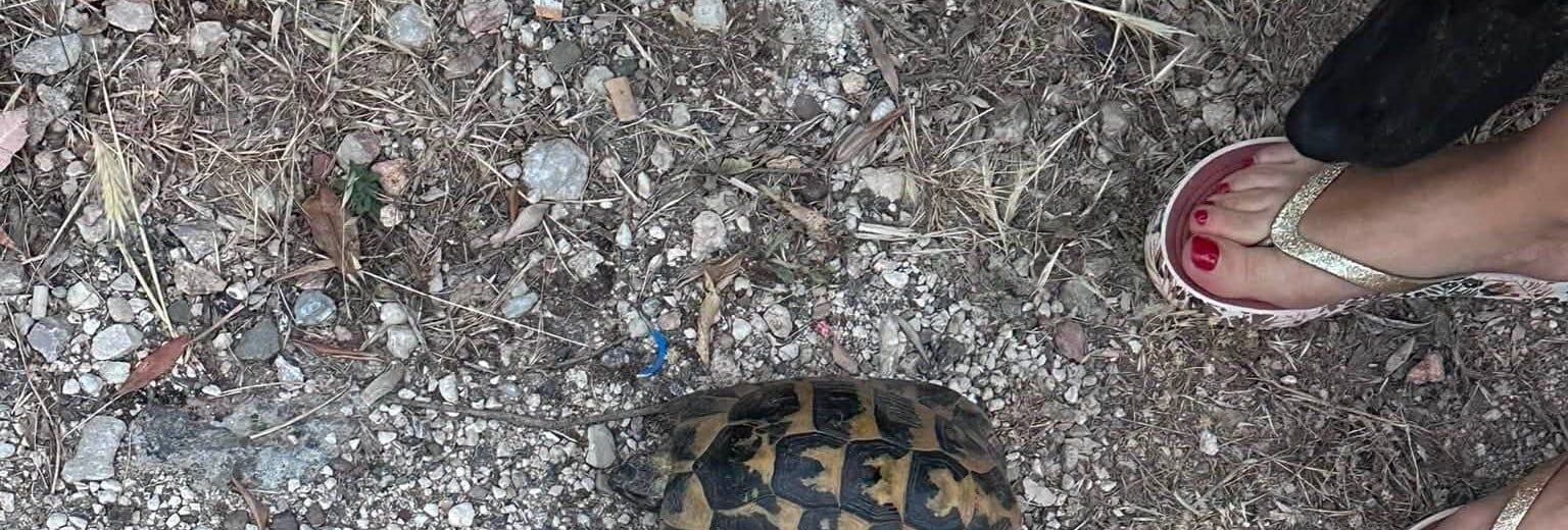 Αρόη: Απρόσμενη όαση άγριας ζωής, με χελώνες και αλεπούδες ΒΙΝΤΕΟ-ΦΩΤΟ