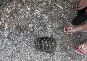 Αρόη: Απρόσμενη όαση άγριας ζωής, με χελώνες και αλεπούδες ΒΙΝΤΕΟ-ΦΩΤΟ