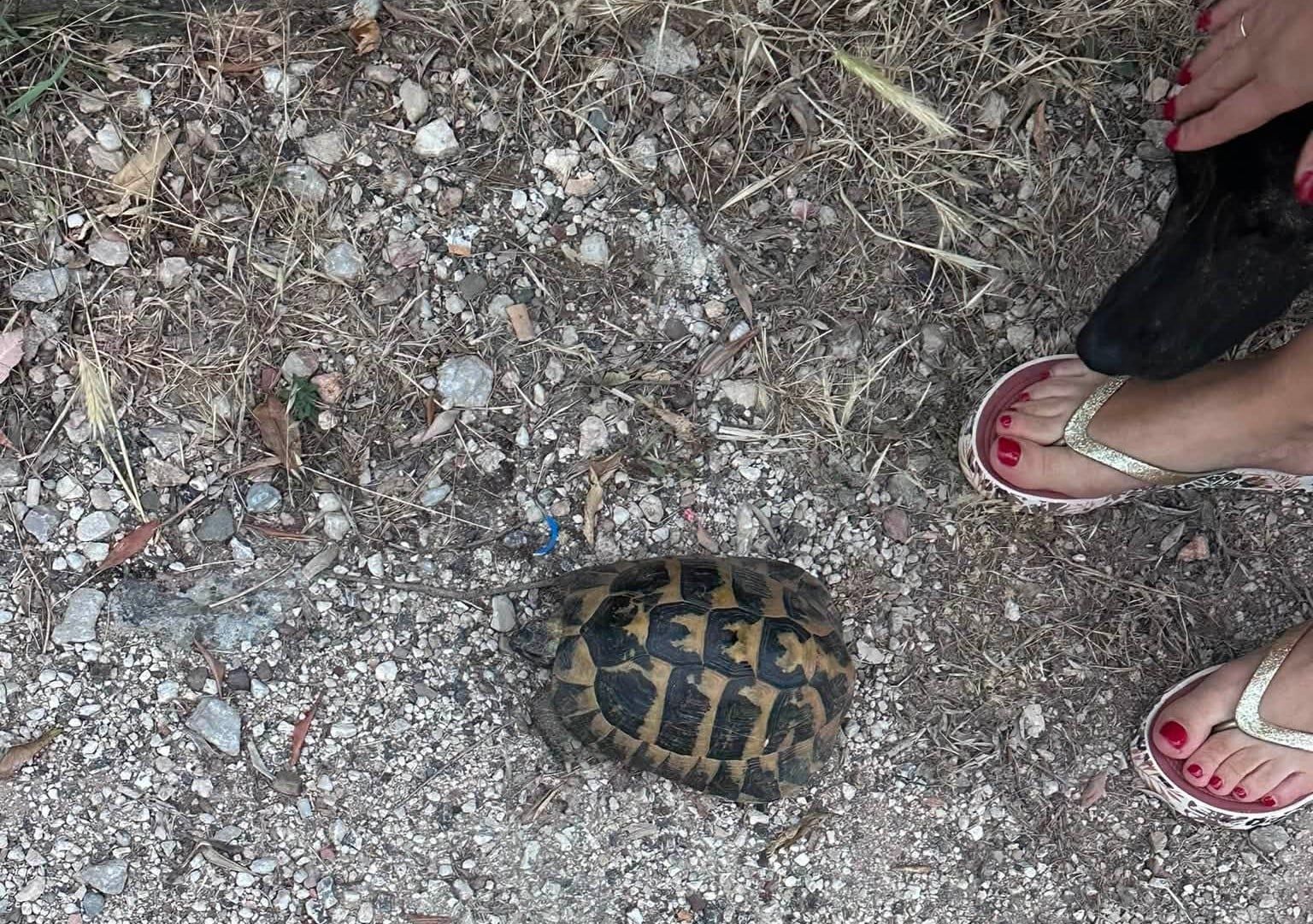 Αρόη: Απρόσμενη όαση άγριας ζωής, με χελώνες και αλεπούδες ΒΙΝΤΕΟ-ΦΩΤΟ