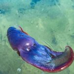 Εύβοια: Σπάνιο χταπόδι «σεντόνι» εμφανίστηκε σε παραλία ΦΩΤΟ - ΒΙΝΤΕΟ